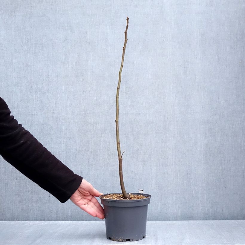 Exemplaar van Vijgenboom Ronde de Bordeaux Pot van 2 l/3 l zoals geleverd in de winter