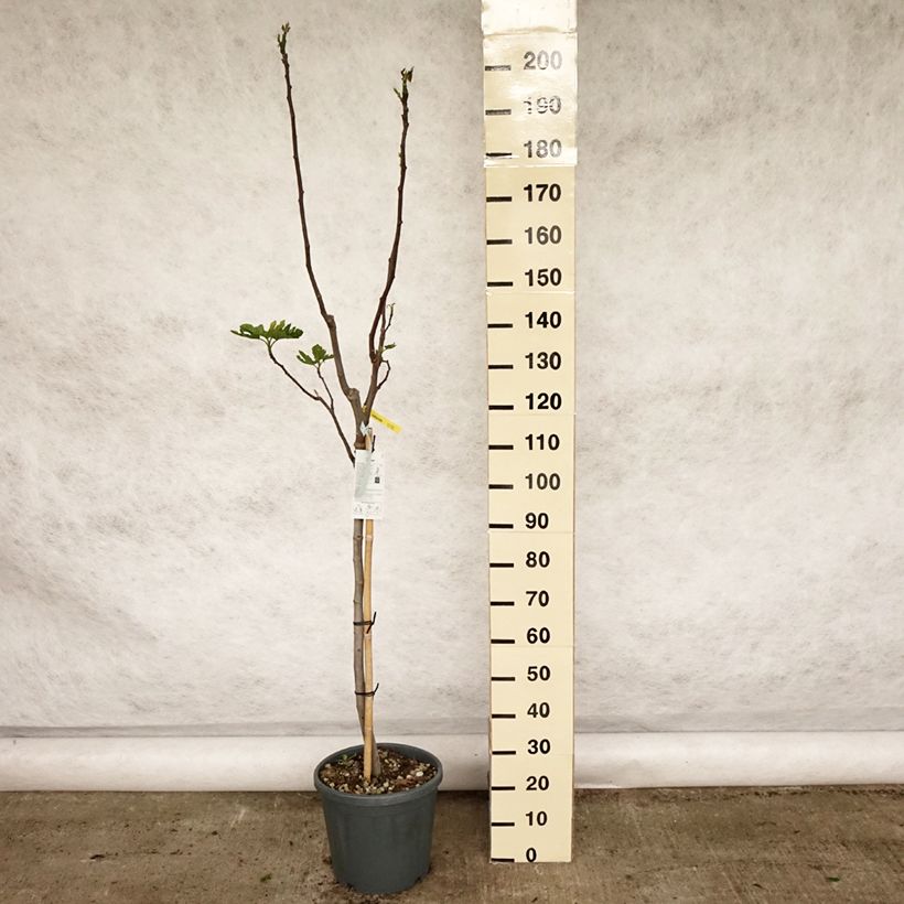 Example of Vijgenboom Rouge de Bordeaux Pot van 12 l/15 l, Half-hoge stam as you get in printemps