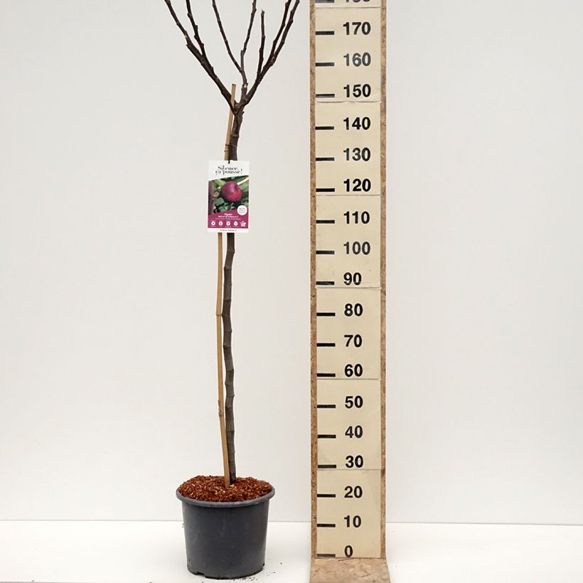 Exemplaar van Figuier Rouge de Bordeaux - Pastilière Pot de 12L/15L, Demi-Tige zoals geleverd in de winter