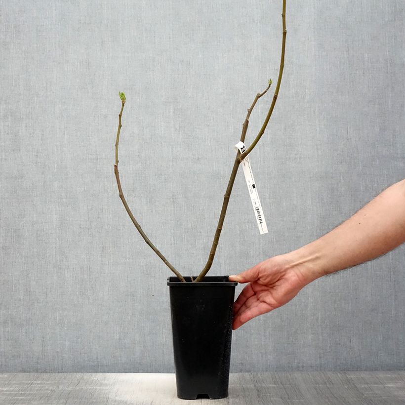 Example of Vijgenboom Rouge de Bordeaux Pot van 2 l/3 l as you get in printemps