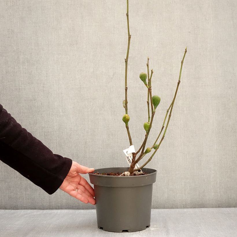 Exemplaar van Vijgenboom Terza Pot van 4 l/5 l, Struik zoals geleverd in de winter
