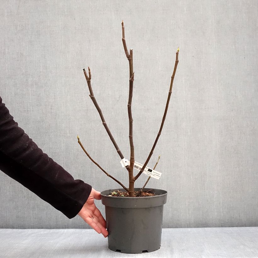 Exemplaar van Vijgenboom Violette d'Argenteuil Pot van 4 l/5 l, Struik zoals geleverd in de winter