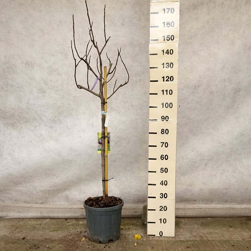 Exemplaar van Vijgenboom Violette Dauphine - Ficus carica Pot van 7,5 l/10 l, Half-hoge stam zoals geleverd in de herfst
