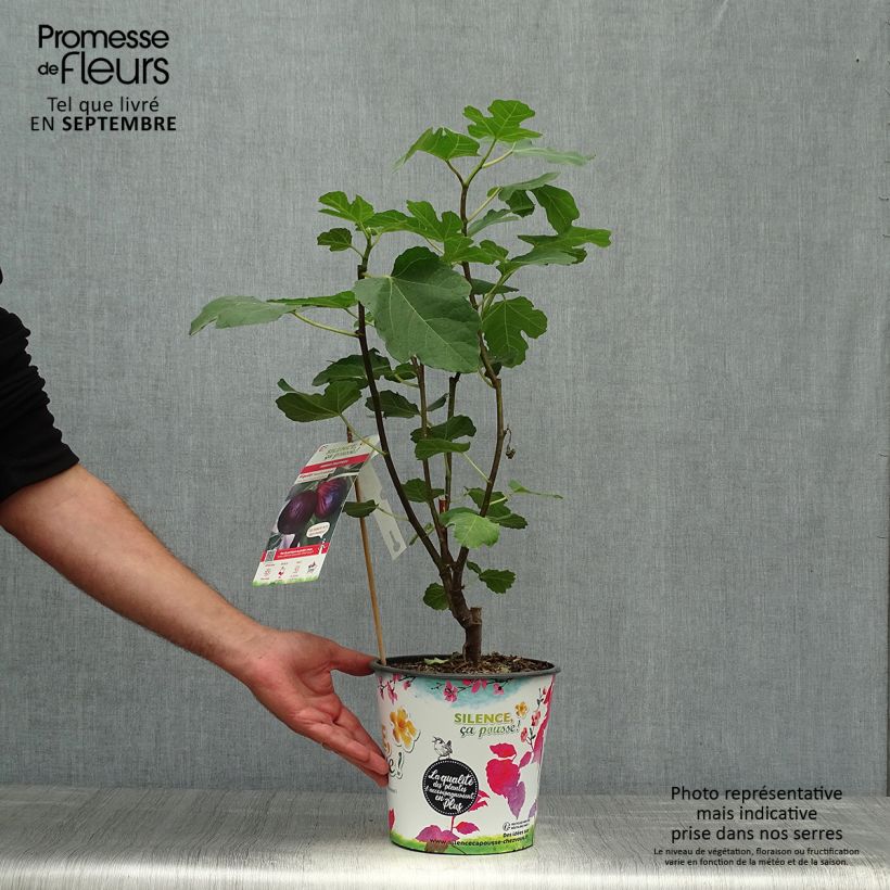 Exemplaar van Vijgenboom Violette Dauphine Pot van 2 l/3 l, Struik zoals geleverd in de herfst