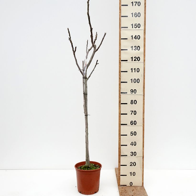 Exemplaar van Vijgenboom Violette van Sollies Pot van 7,5 l/10 l, Half-hoge stam zoals geleverd in de winter