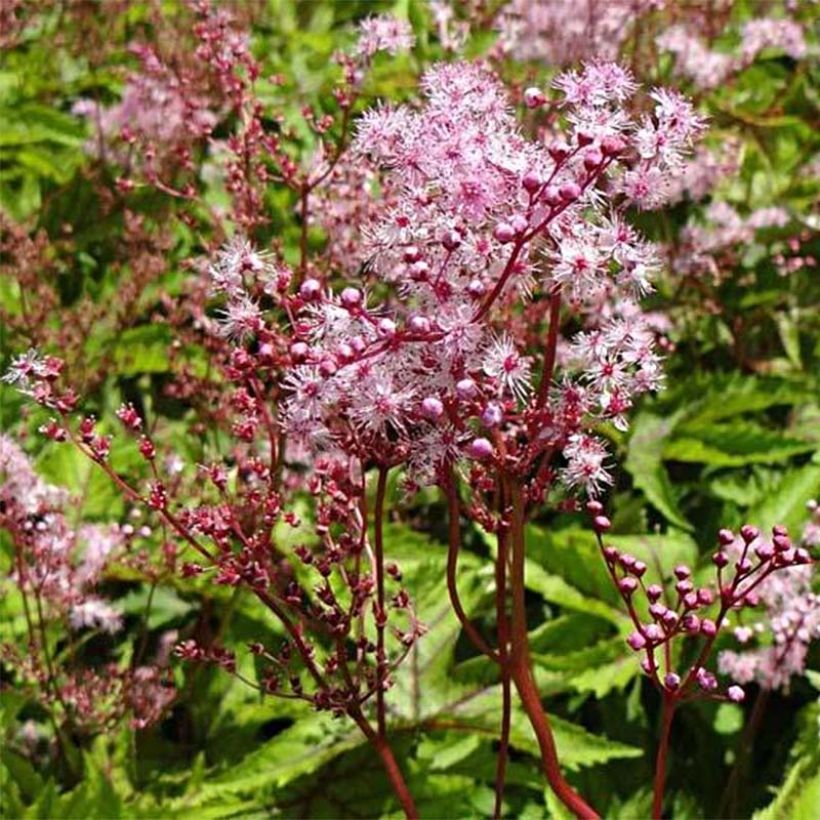 Filipendula Red Umbrellas - Moerasspirea (Bloei)