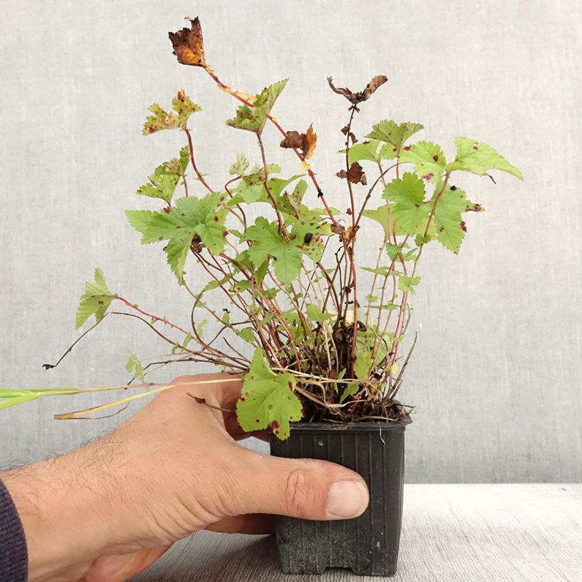 Exemplaar van Filipendula Kahome - Moerasspirea Kweekpotje van 8/9 cm zoals geleverd in de herfst