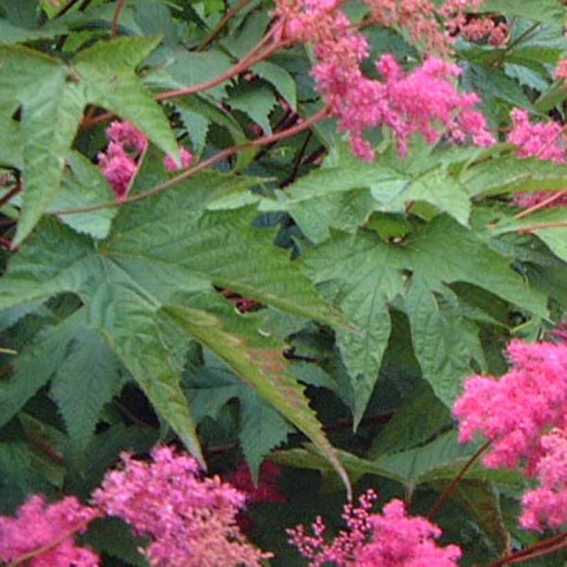 Filipendula purpurea - Moerasspirea (Blad)