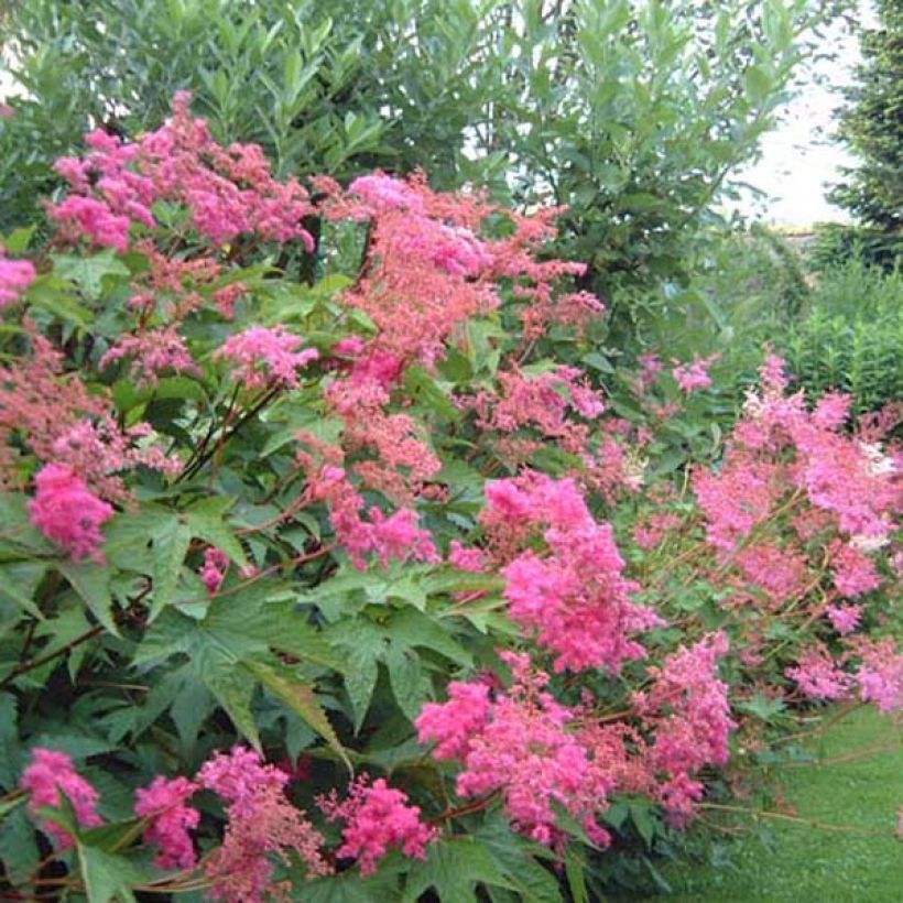 Filipendula purpurea - Moerasspirea (Groeiplaats)