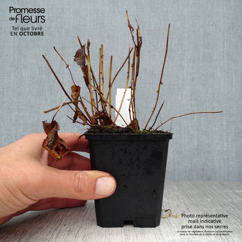 Exemplaar van Filipendula purpurea Elegans - Moerasspirea Kweekpotje van 8/9 cm zoals geleverd in de herfst