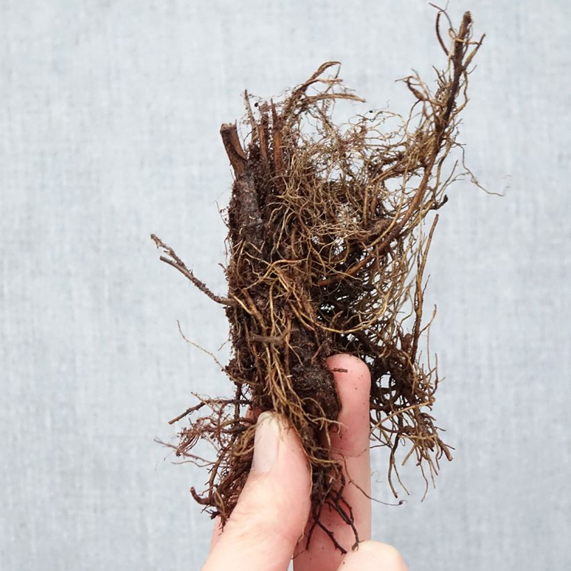 Exemplaar van Filipendula purpurea Elegans - Moerasspirea Naakte wortel zoals geleverd in de winter
