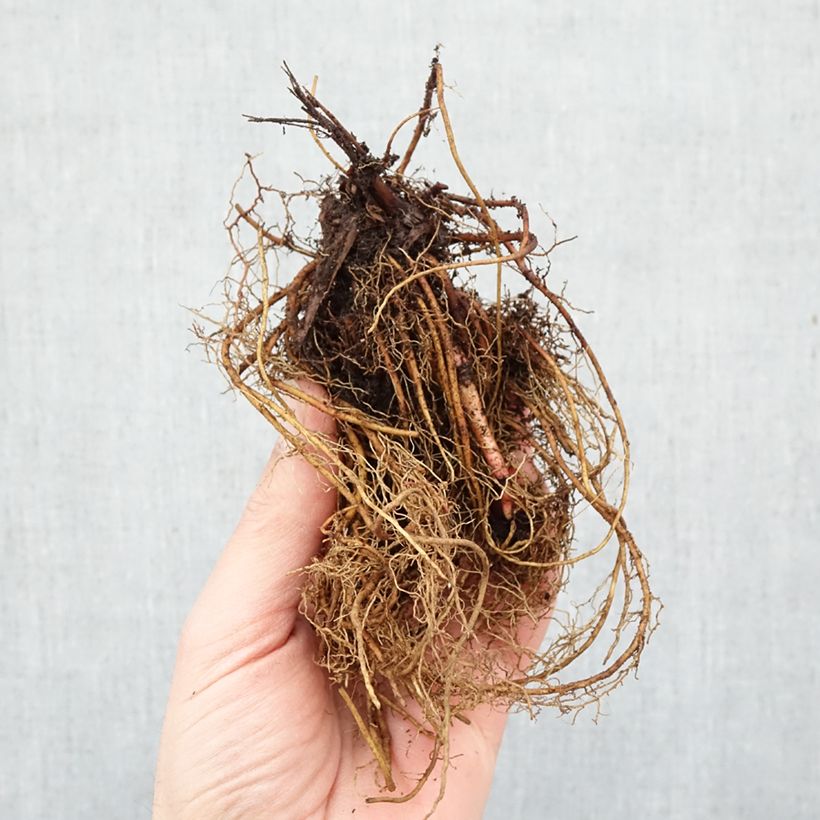 Exemplaar van Filipendula rubra Venusta - Moerasspirea Naakte wortel zoals geleverd in de winter