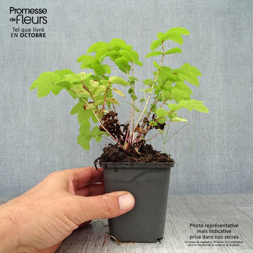 Exemplaar van Filipendula ulmaria Aurea - Moerasspirea Kweekpotje van 8/9 cm zoals geleverd in de herfst