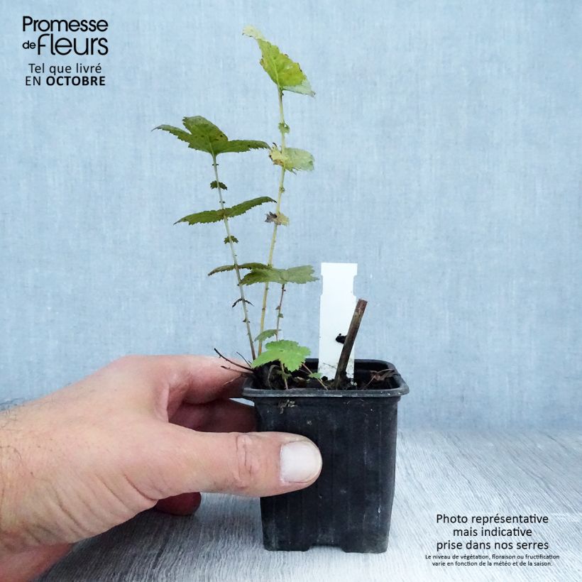 Exemplaar van Filipendula ulmaria Plena - Moerasspirea Kweekpotje van 8/9 cm zoals geleverd in de herfst