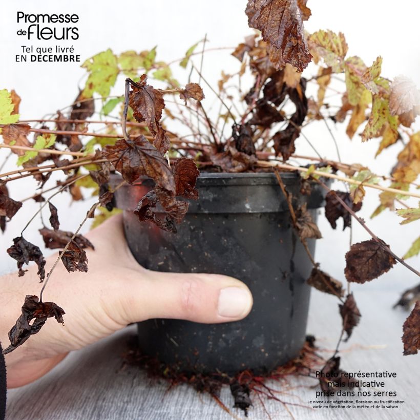 Exemplaar van Filipendula ulmaria - Moerasspirea Pot van 2 l/3 l zoals geleverd in de herfst