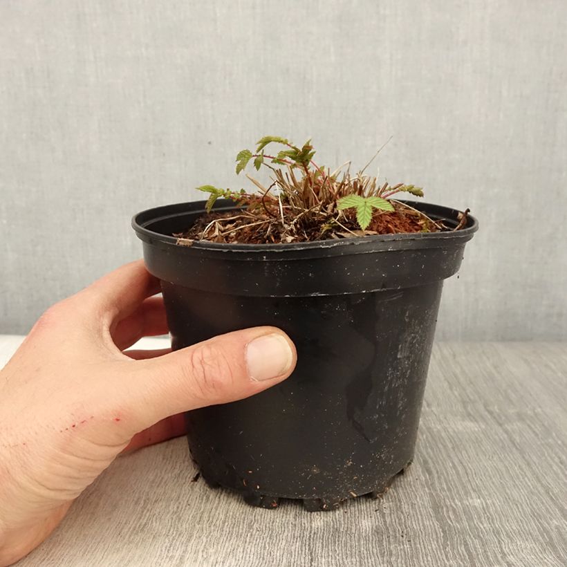 Example of Filipendula ulmaria - Moerasspirea Pot van 2 l/3 l as you get in printemps