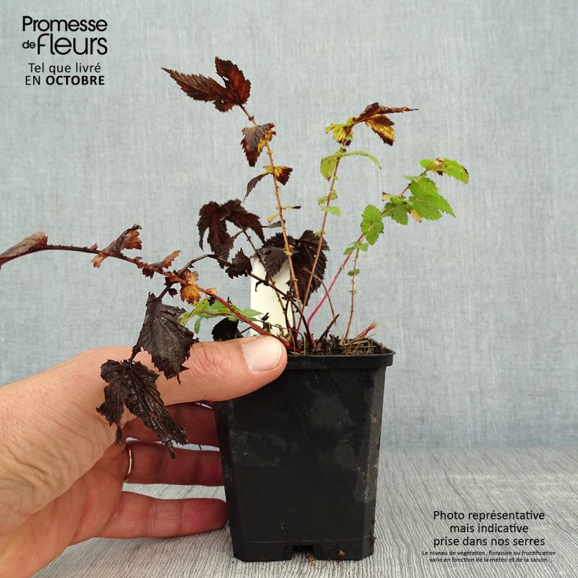 Exemplaar van Filipendula ulmaria - Moerasspirea Kweekpotje van 8/9 cm zoals geleverd in de herfst