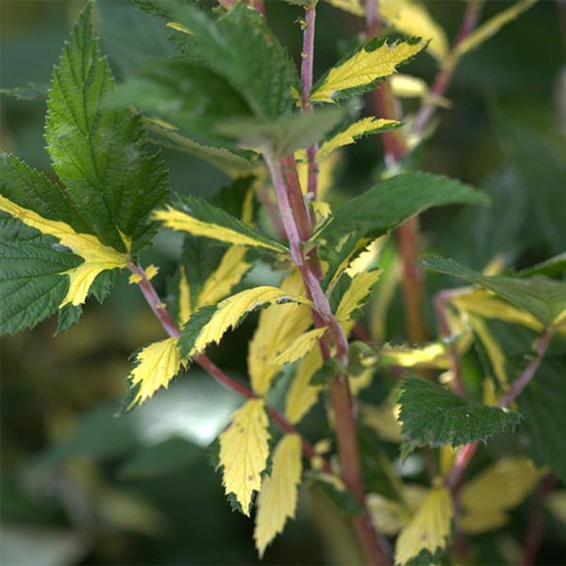 Filipendula ulmaria Variegata - Moerasspirea (Blad)