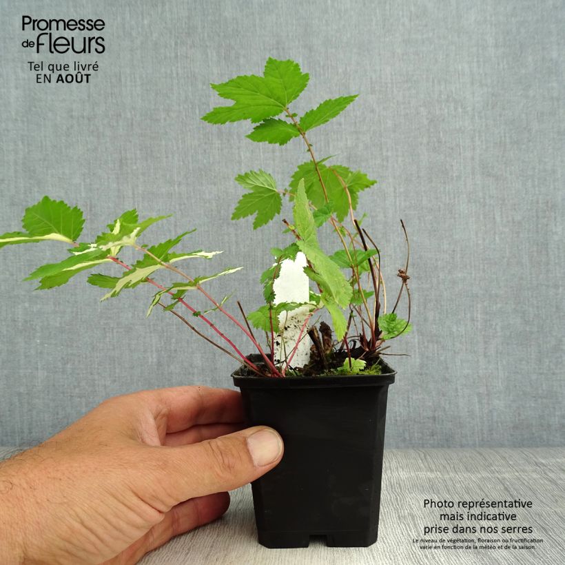 Exemplaar van Filipendula ulmaria Variegata - Moerasspirea Kweekpotje van 8/9 cm zoals geleverd in de zomer