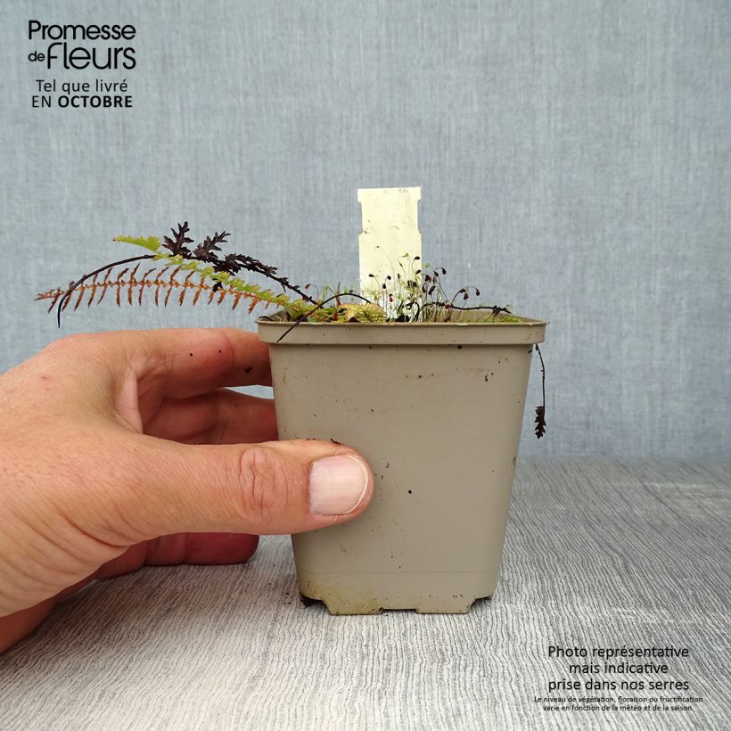 Exemplaar van Filipendula vulgaris - Knolspirea Kweekpotje van 8/9 cm zoals geleverd in de herfst