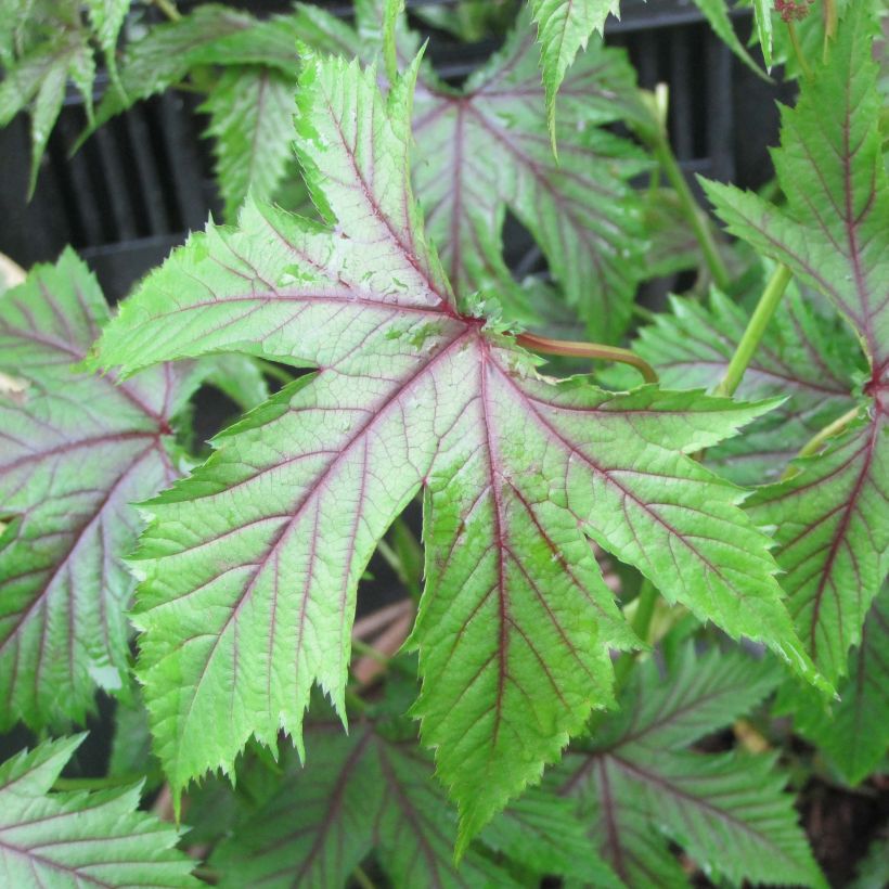 Filipendula Red Umbrellas - Moerasspirea (Blad)