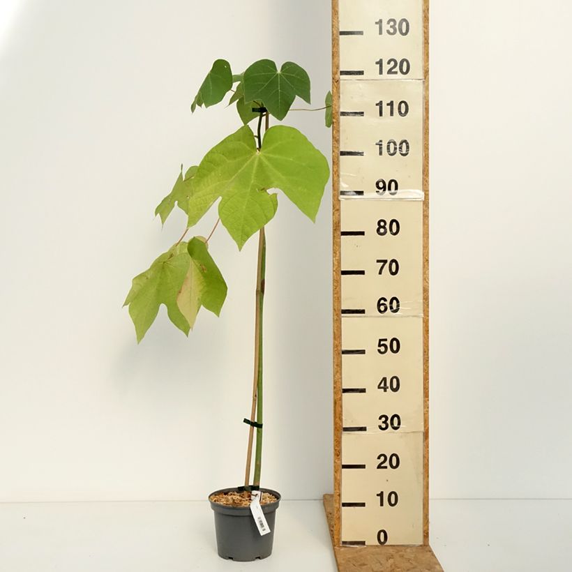 Exemplaar van Firmiana simplex - Parasolboom Pot van 3 l/4 l zoals geleverd in de herfst