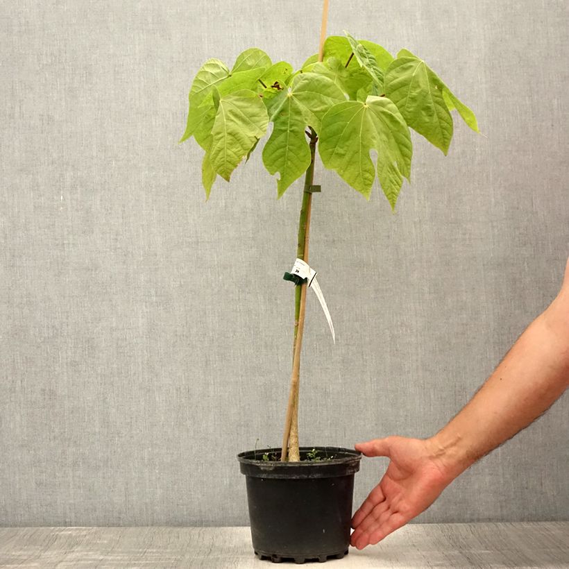 Exemplaar van Firmiana simplex - Parasolboom Pot van 3 l/4 l zoals geleverd in de zomer