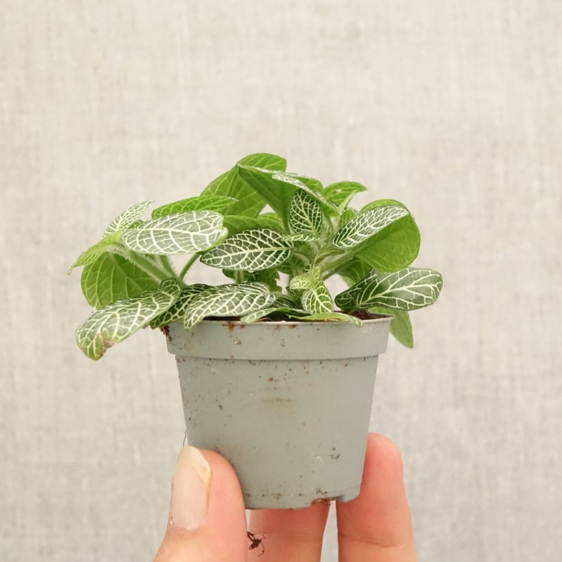 Exemplaar van Fittonia Mini Wit - Mozaïekplant Mini-kamerplanten zoals geleverd in de herfst
