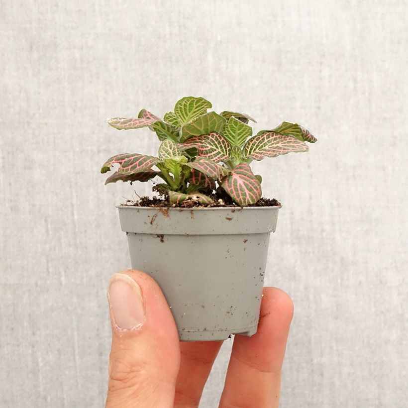 Example of Fittonia Pink Special - Mozaïekplant Mini-kamerplanten as you get in printemps