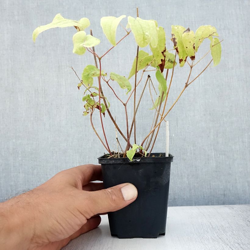 Exemplaar van Epimedium Domino - Elfenbloem Kweekpotje van 8/9 cm zoals geleverd in de zomer