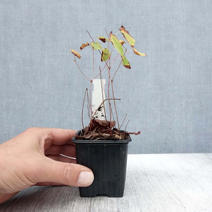 Exemplaar van Grootbloemige elfenbloem Akebono - Epimedium grandiflorum Kweekpotje van 8/9 cm zoals geleverd in de herfst