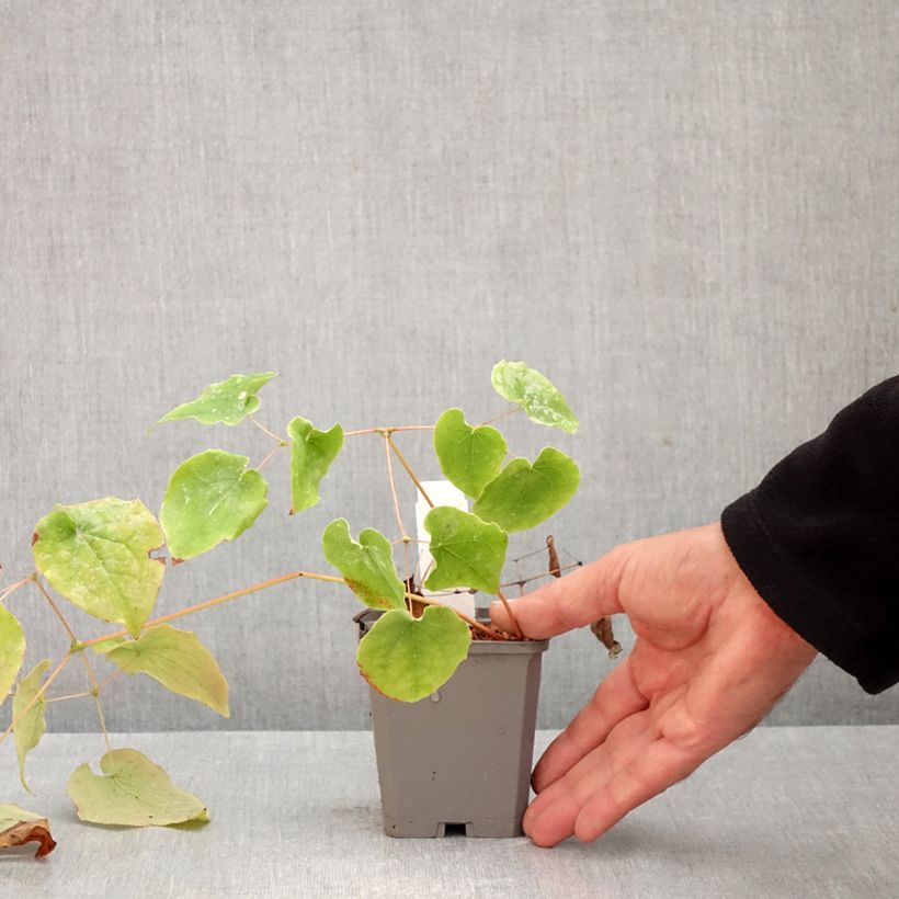 Exemplaar van Epimedium pubigerum - Elfenbloem Kweekpotje van 8/9 cm zoals geleverd in de herfst