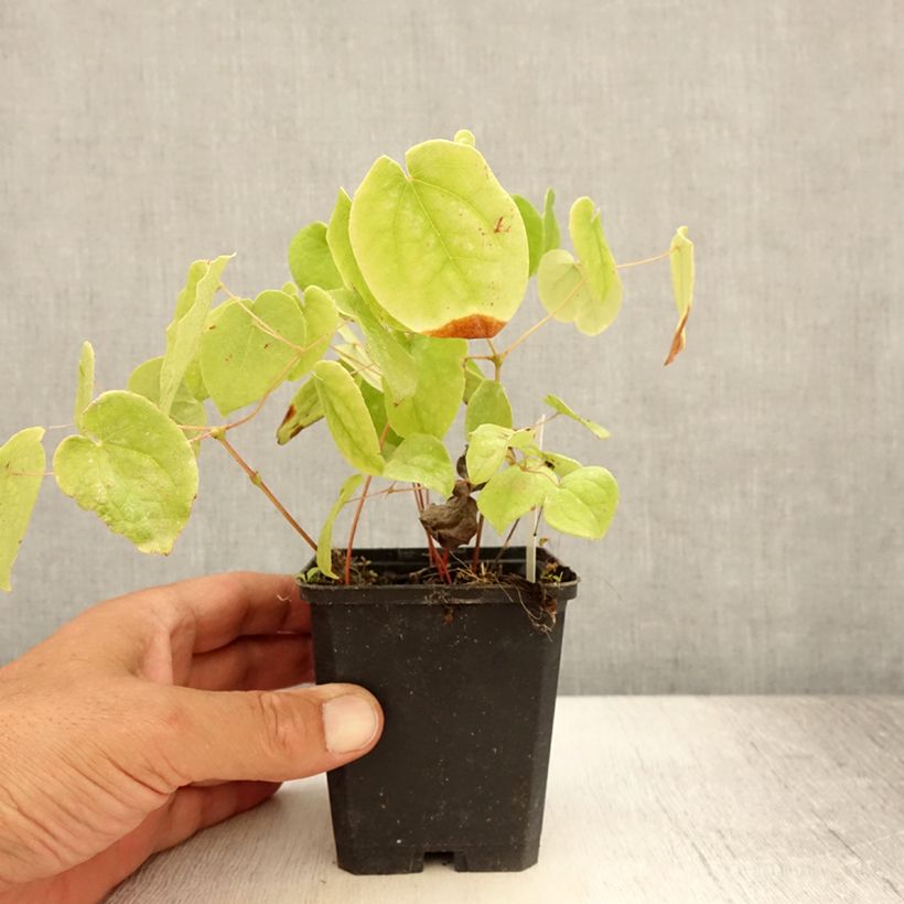 Exemplaar van Epimedium pubigerum - Elfenbloem Kweekpotje van 8/9 cm zoals geleverd in de zomer
