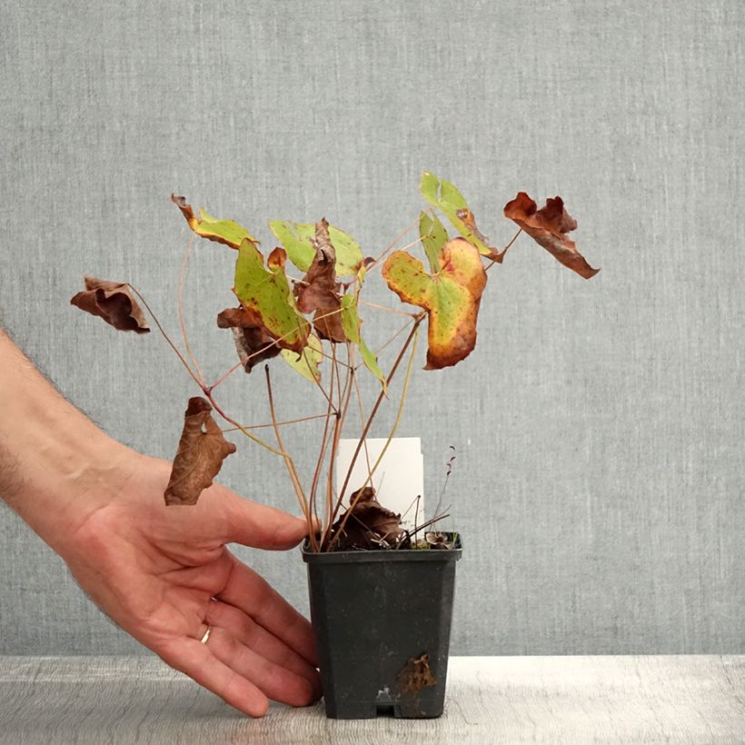 Exemplaar van Epimedium pubigerum Orangekönigin - Elfenbloem Kweekpotje van 8/9 cm zoals geleverd in de herfst