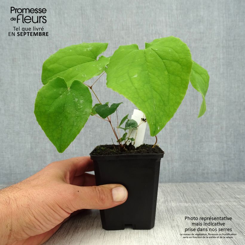 Exemplaar van Epimedium pubigerum Orangekönigin - Elfenbloem Kweekpotje van 8/9 cm zoals geleverd in de zomer