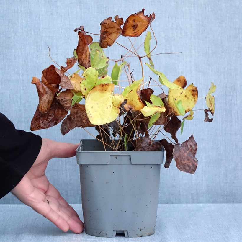 Exemplaar van Epimedium pubigerum Orangekönigin - Elfenbloem Pot van 2 l/3 l zoals geleverd in de herfst