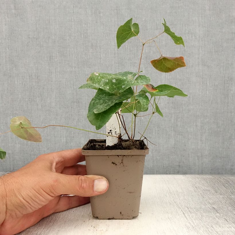 Exemplaar van Epimedium versicolor Cupreum - Grootbloemige elfenbloem Kweekpotje van 8/9 cm zoals geleverd in de zomer