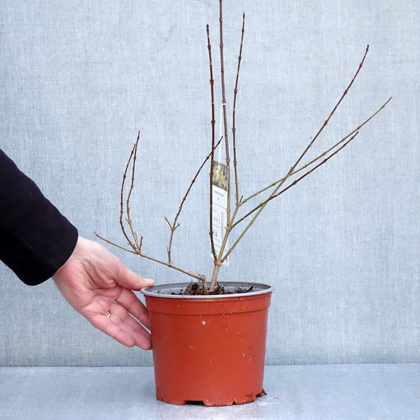 Example of Forsythia intermedia Era - Mimosa de Paris panaché Pot van 3 l/4 l as you get in hiver