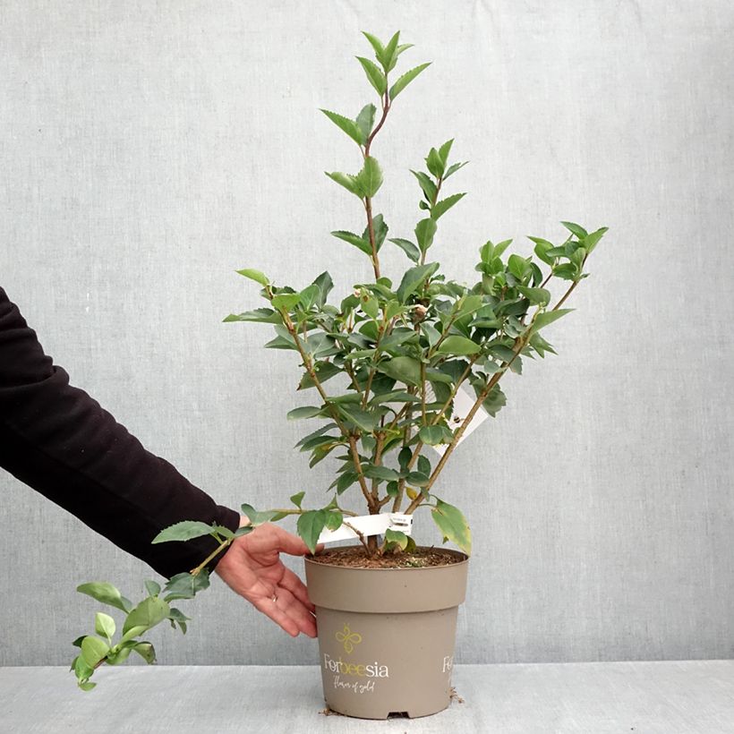 Exemplaar van Forsythia intermedia Forbeesia - Chinees klokje Pot van 4 l/5 l zoals geleverd in de herfst