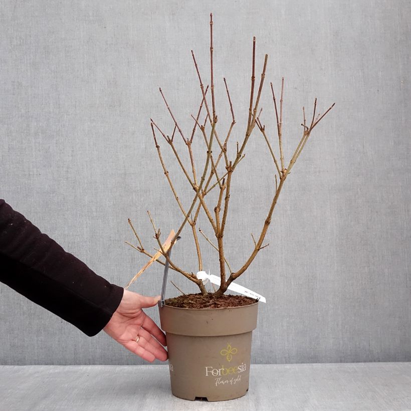 Example of Forsythia intermedia Forbeesia - Chinees klokje Pot van 4 l/5 l as you get in hiver