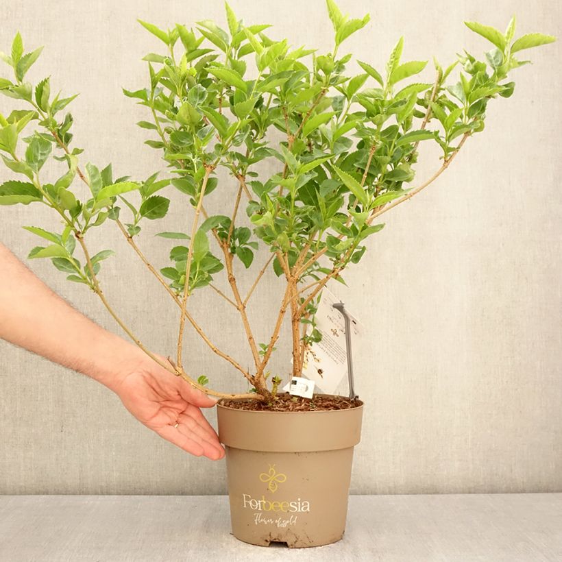 Exemplaar van Forsythia intermedia Forbeesia - Chinees klokje Pot van 4 l/5 l zoals geleverd in de lente
