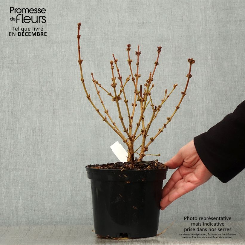 Exemplaar van Forsythia intermedia Golden Times - Chinees klokje Pot van 3 l/4 l zoals geleverd in de herfst