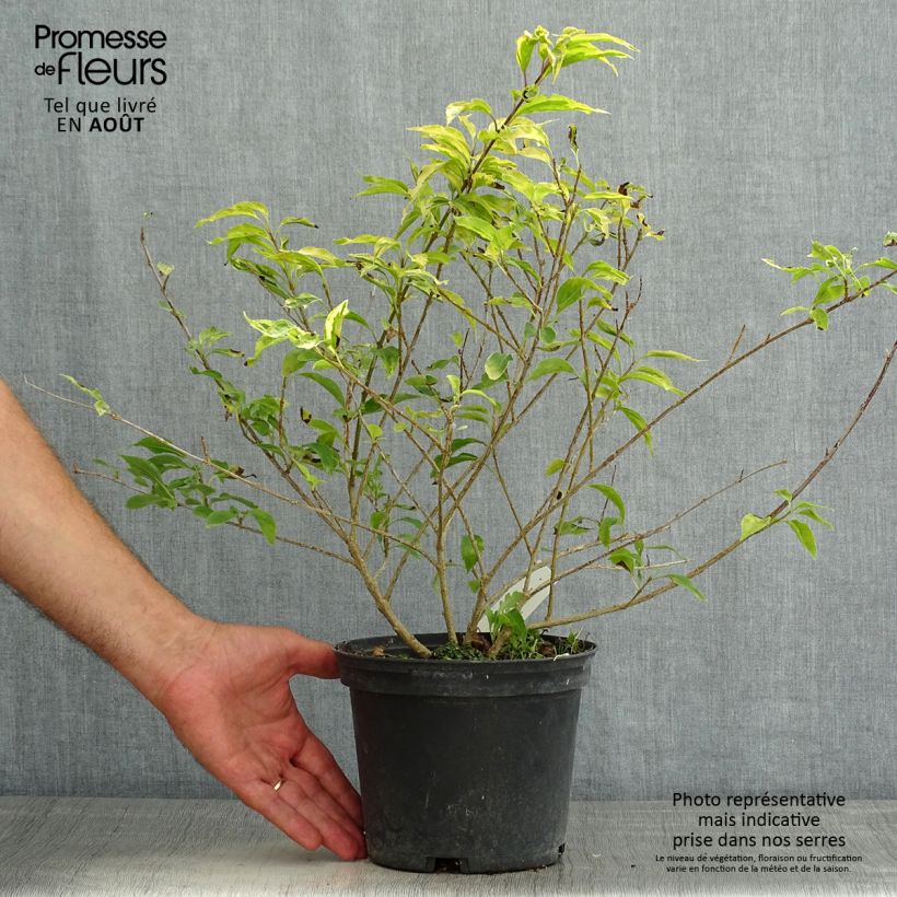 Exemplaar van Forsythia intermedia Golden Times - Chinees klokje Pot van 3 l/4 l zoals geleverd in de zomer