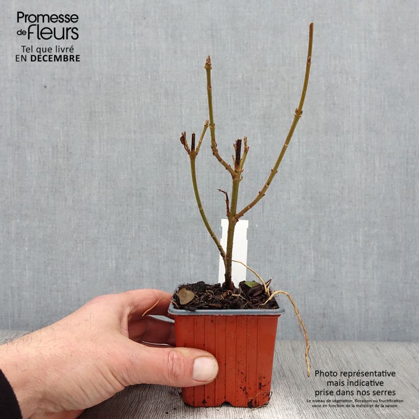 Exemplaar van Forsythia Spectabilis - Chinees klokje Kweekpotje van 8/9 cm zoals geleverd in de herfst