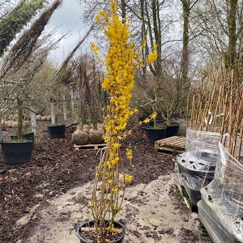 Exemplaar van Forsythia intermedia Week-end - Chinees klokje Pot van 50 l/55 l zoals geleverd in de lente