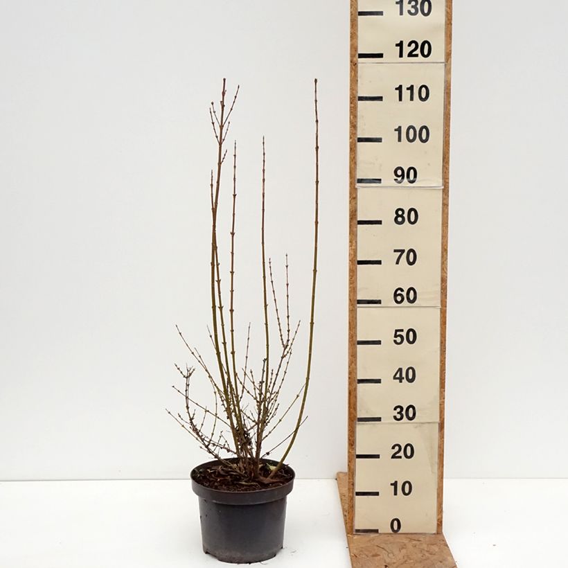 Exemplaar van Forsythia intermedia Week-end - Chinees klokje Pot van 7,5 l/10 l zoals geleverd in de herfst