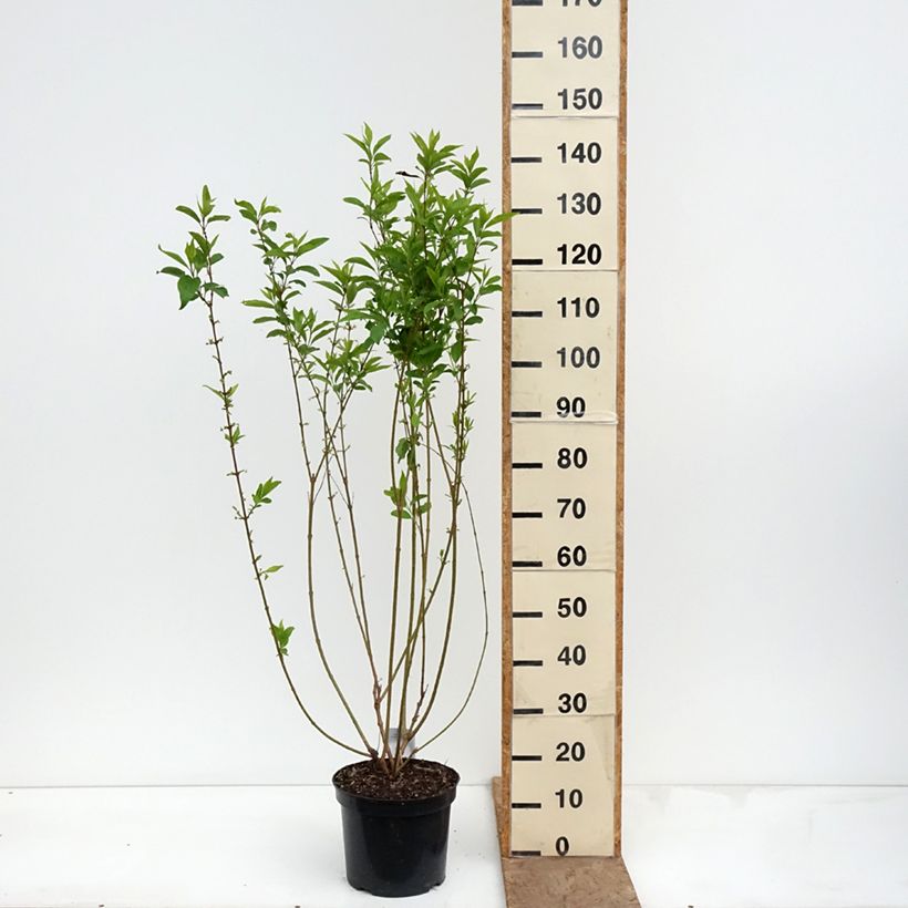 Exemplaar van Forsythia intermedia Week-end - Chinees klokje Pot van 7,5 l/10 l zoals geleverd in de lente