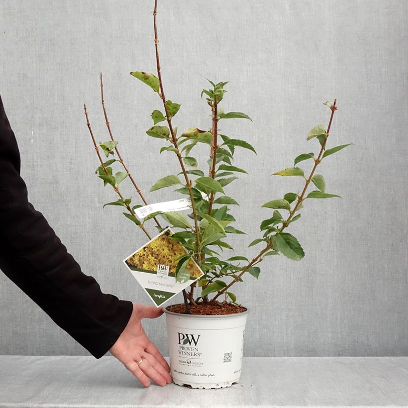 Exemplaar van Forsythia koreana Flying Machine - Chinees klokje Pot van 3 l/4 l zoals geleverd in de herfst