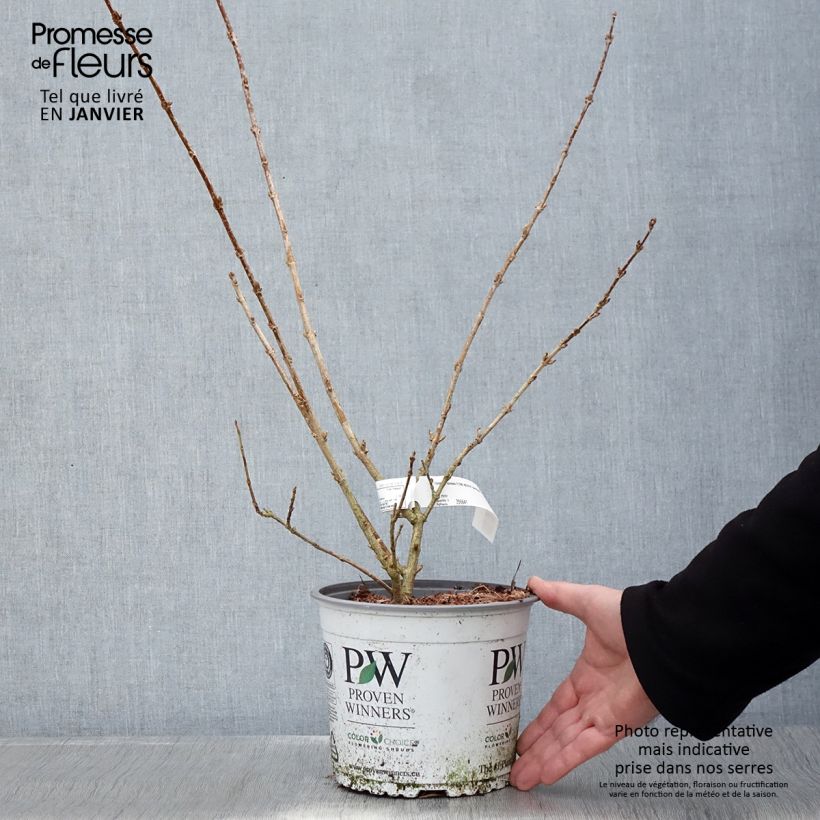Exemplaar van Forsythia koreana Flying Machine - Chinees klokje Pot van 3 l/4 l zoals geleverd in de winter