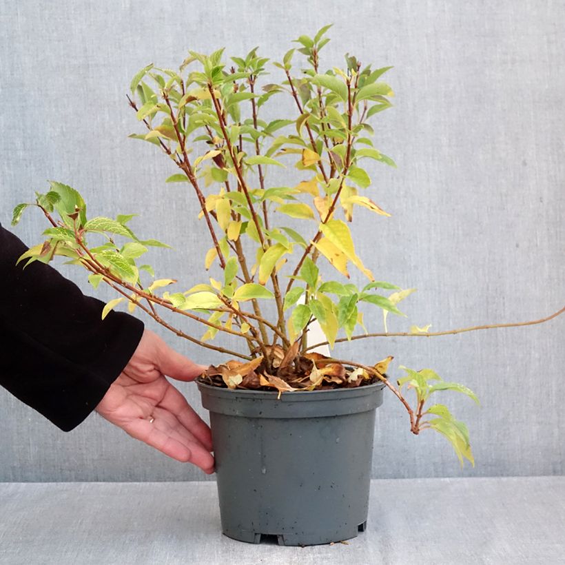 Exemplaar van Forsythia koreana Kumsun - Chinees klokje Pot van 3 l/4 l zoals geleverd in de herfst